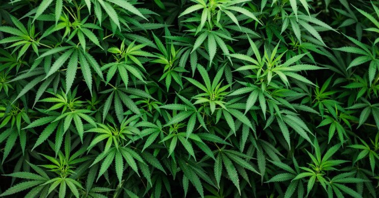 How to Store Marijuana Properly — A Complete Guide 101